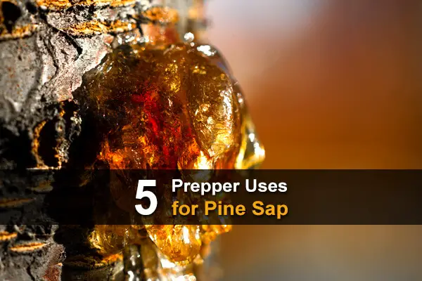 5 Prepper Uses for Pine Sap