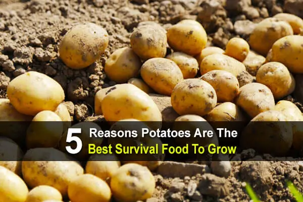 5 Reasons Potatoes Are The Best Survival Food To Grow