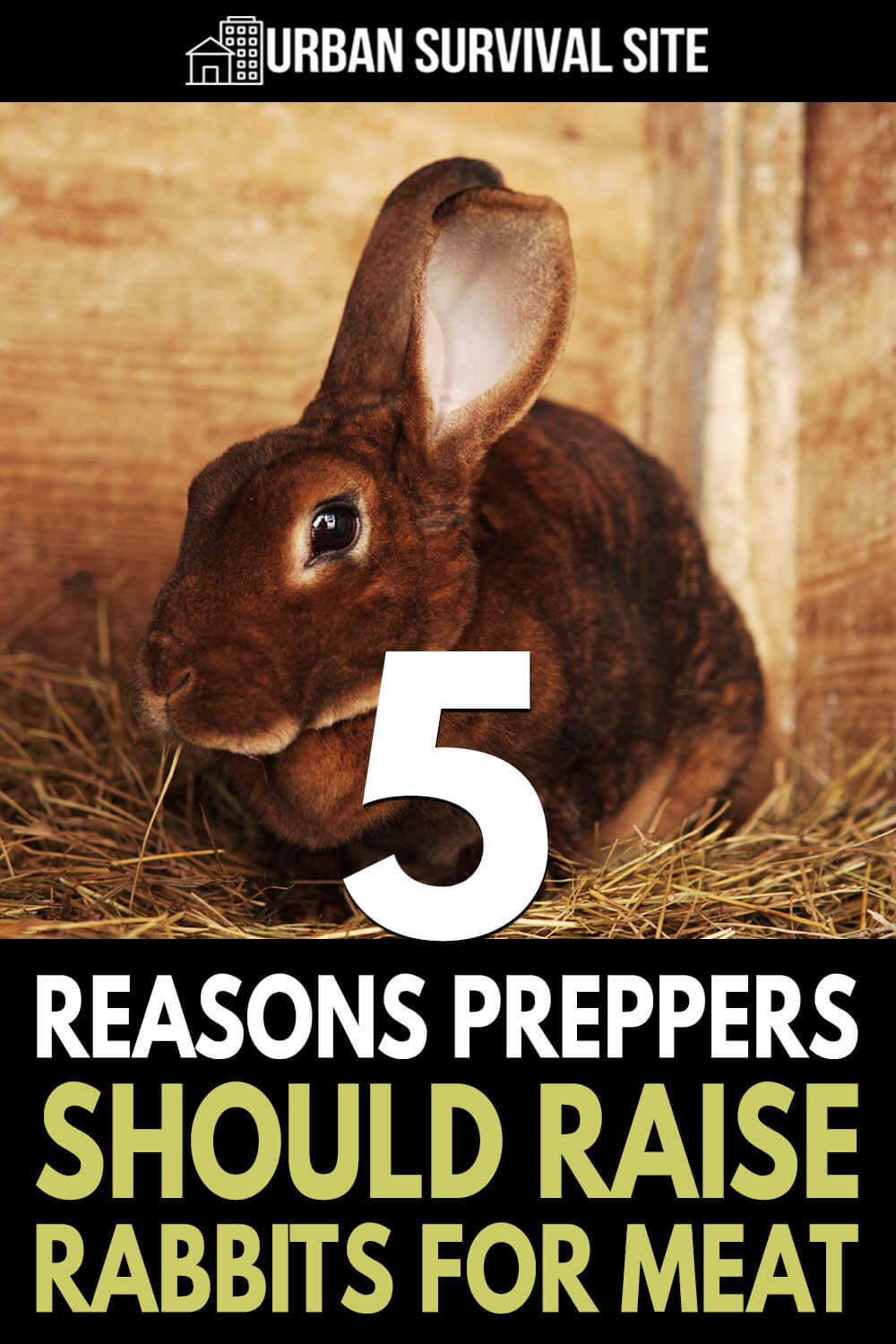 5 Reasons Preppers Should Raise Rabbits for Meat
