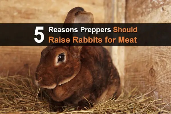 5 Reasons Preppers Should Raise Rabbits for Meat