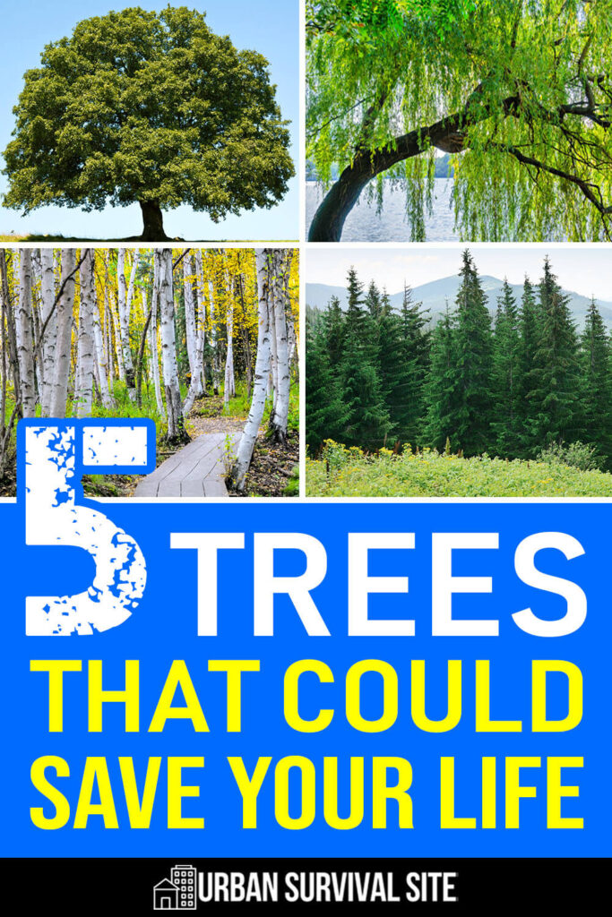 5 Trees That Could Save Your Life