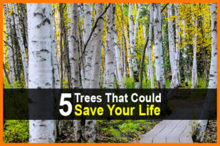5 Trees That Could Save Your Life