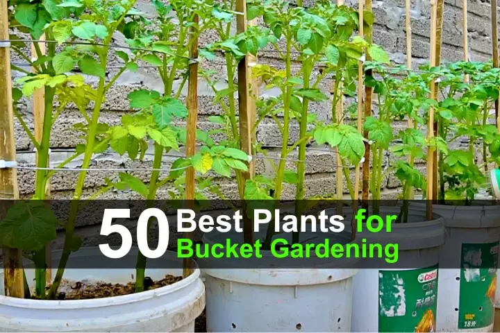 50 Best Plants for Bucket Gardening