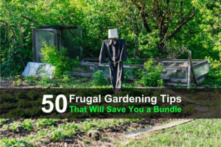 50+ Frugal Gardening Tips That Will Save You a Bundle