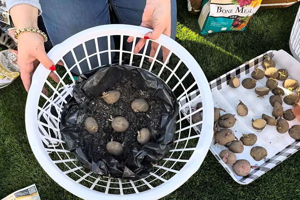 Adding Seed Potatoes