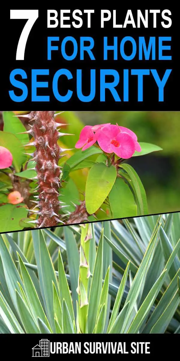 7 Best Plants for Home Security