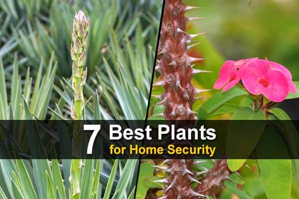 7 Best Plants for Home Security