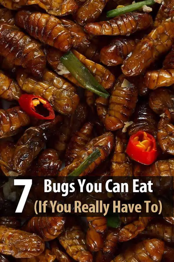 7 Bugs You Can Eat (If You Really Have To)