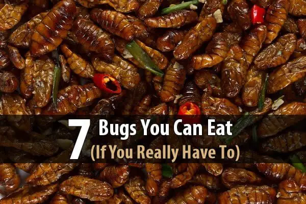 7 Bugs You Can Eat (If You Really Have To)