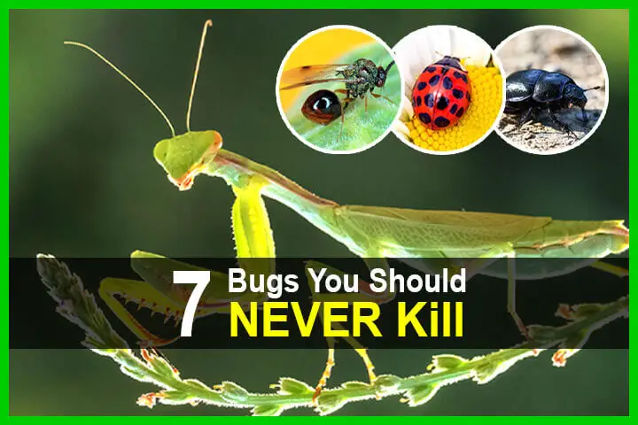 7 Bugs You Should NEVER Kill