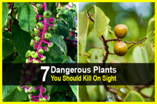7 Dangerous Plants You Should Kill On Sight