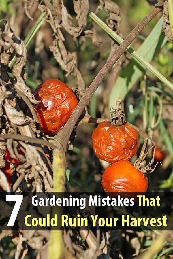 7 Gardening Mistakes That Could Ruin Your Harvest