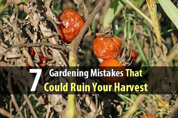 7 Gardening Mistakes That Could Ruin Your Harvest