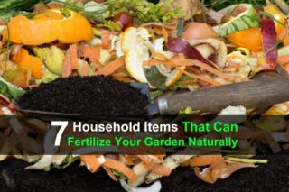 7 Household Items That Can Fertilize Your Garden Naturally