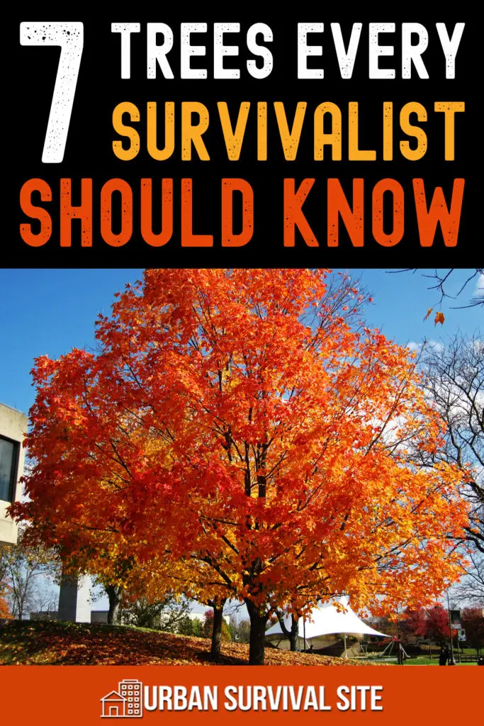 7 Trees Every Survivalist Should Know