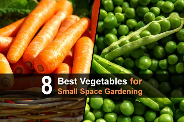 8 Best Vegetables for Small Space Gardening