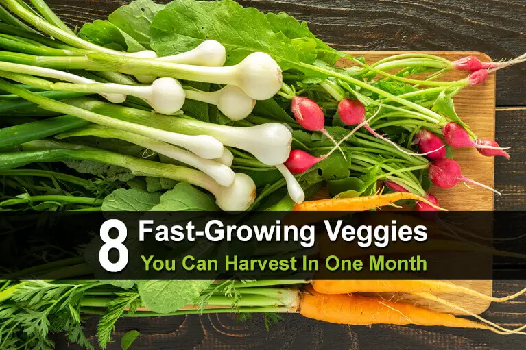 8 Fast-Growing Veggies You Can Harvest In One Month