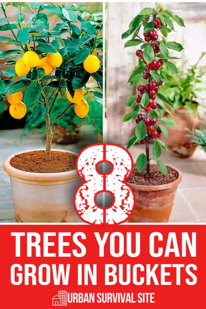 8 Trees You Can Grow In Buckets