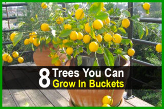 8 Trees You Can Grow In Buckets