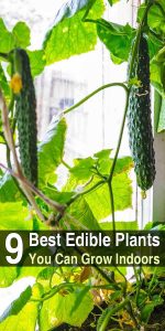 9 Best Edible Plants You Can Grow Indoors | Urban Survival Site