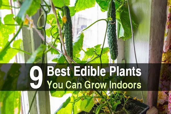 9 Best Edible Plants You Can Grow Indoors