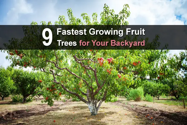9 Fastest Growing Fruit Trees