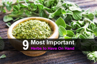 9 Most Important Herbs to Have On Hand