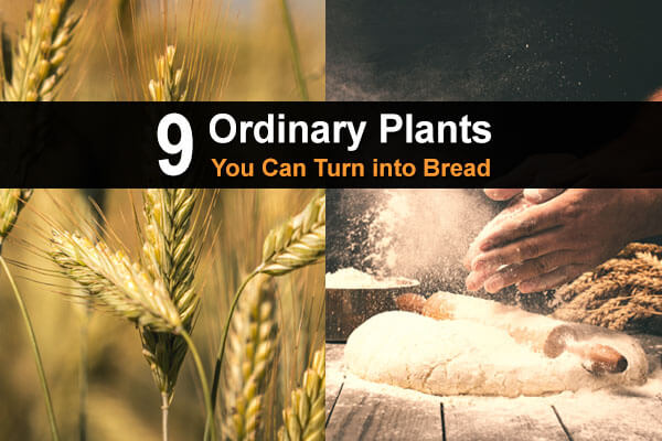 9 Ordinary Plants You Can Turn Into Bread