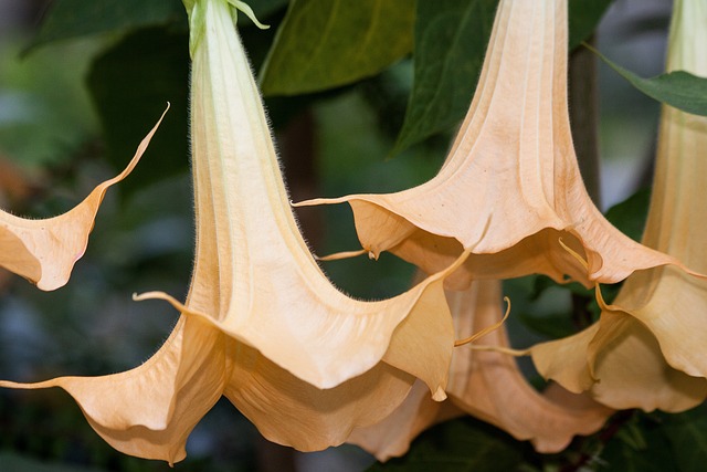 ANGEL TRUMPETS