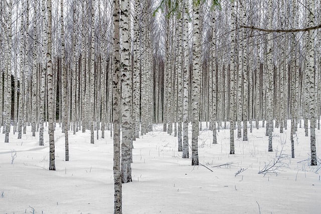 Birch Grove