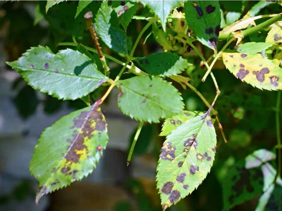 BLACK SPOT ON LEAVES