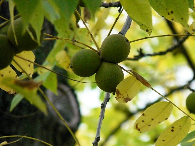 BLACK WALNUTS