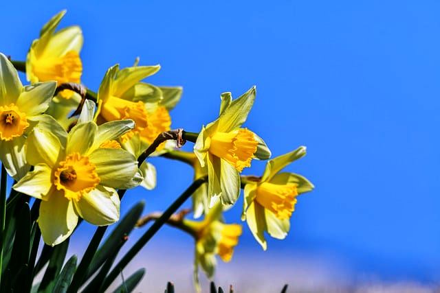 DAFFODILS