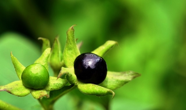 DEADLY NIGHTSHADE BERRY