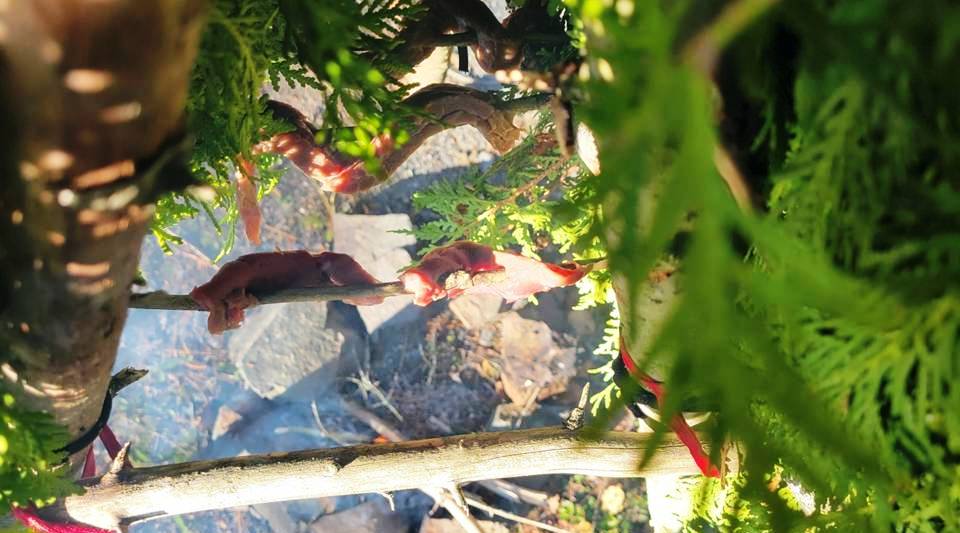 FIRE UNDER TRIPOD MEAT