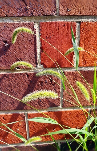Foxtail Millet