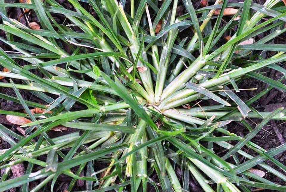 Goosegrass