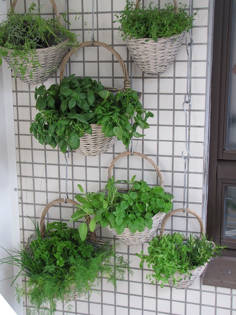 HANGING PLANTS