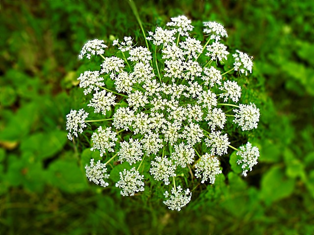 HEMLOCK