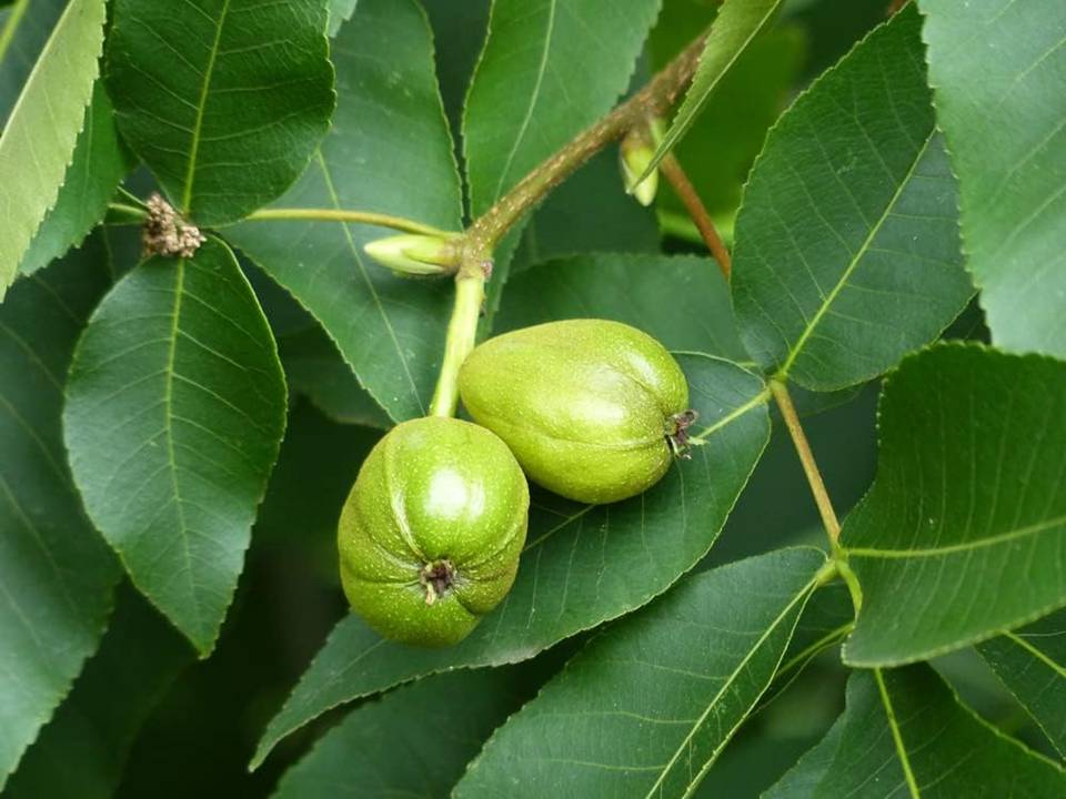 HICKORY NUTS