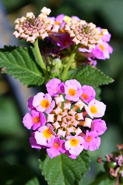 LANTANA
