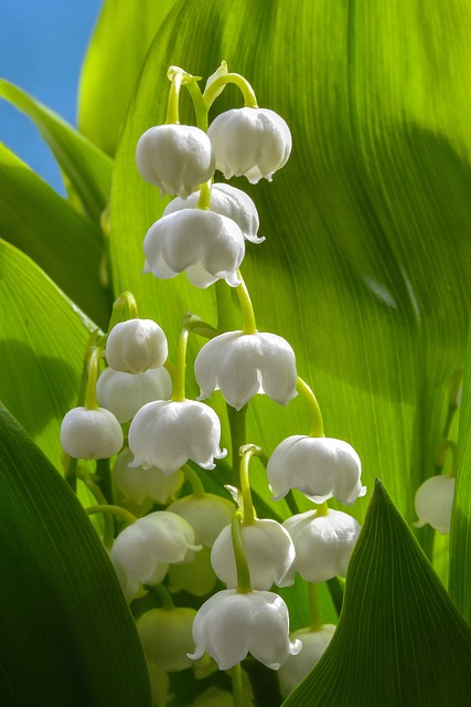 LILY OF THE VALLEY