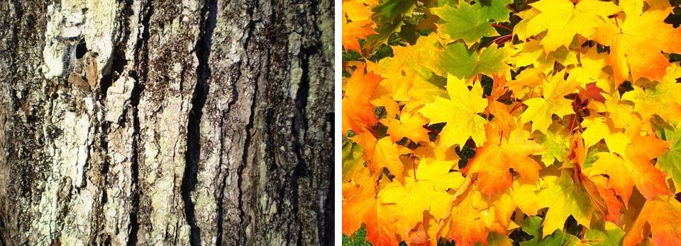 MAPLE BARK AND LEAVES