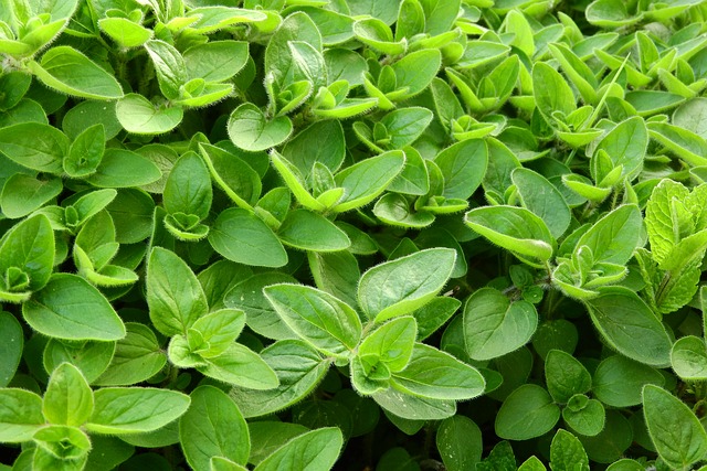 MARJORAM