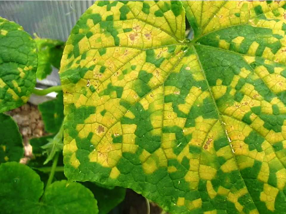 MOSAIC VIRUS