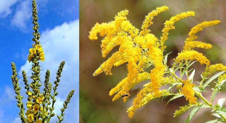 MULLEIN AND GOLDENROD