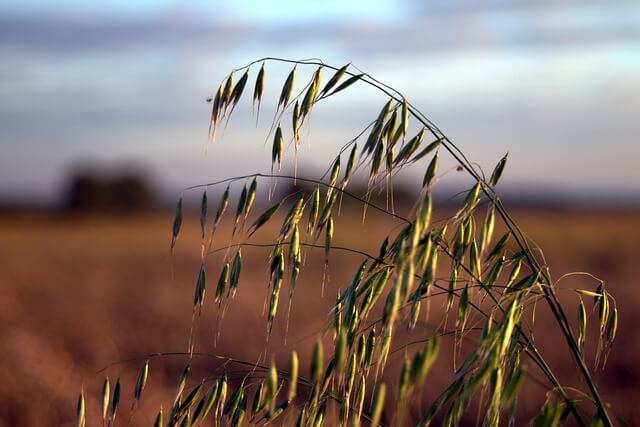 Oat Grass