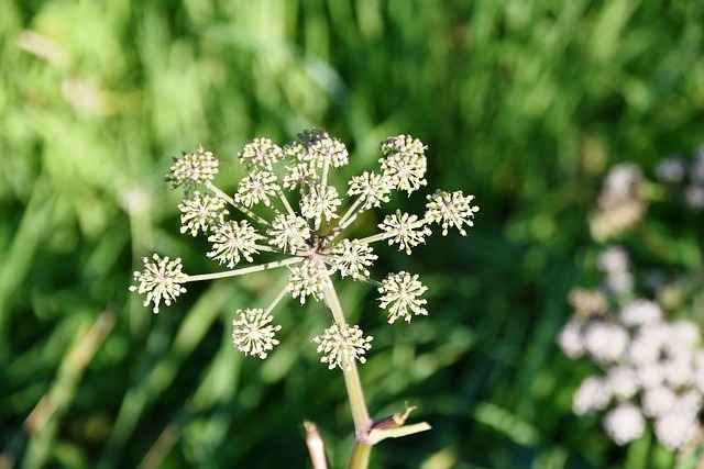 POISON HEMLOCK