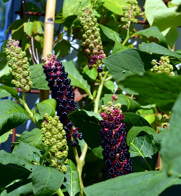 POKEWEED BERRIES