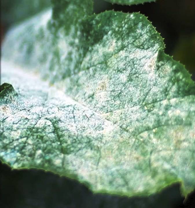 POWDERY MILDEW